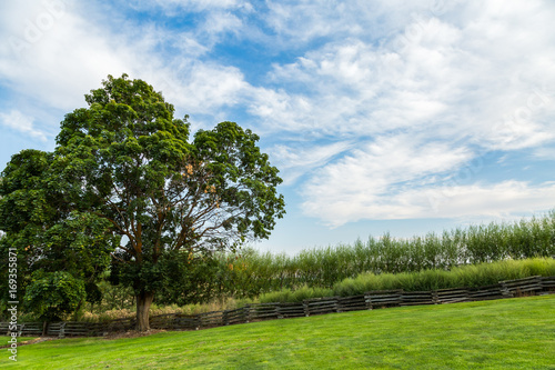 Fotografía Pastoral Landscape: Tree Along the Fence Line