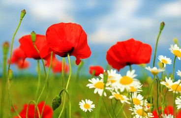 Poster - Field of poppies