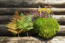Green Dry Moss With Wild Purple And Yellow Flowers And Leaves Of Fern On The Wooden Background.