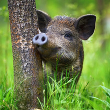 Wild Boar On The Forest