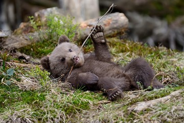Wall Mural - brown bear cub