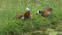 White-faced Whistling Duck (Dendrocygna Viduata) - Ungraded Footage