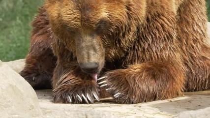 kamchatka brown bear licking its claws - ungraded footage