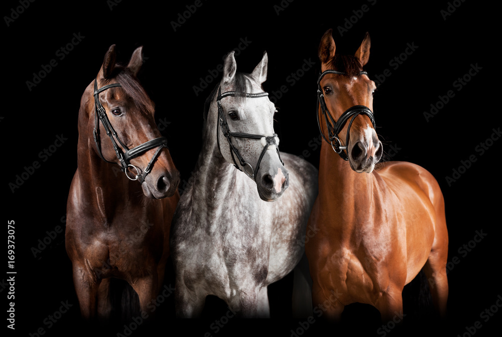 verschiedene Pferde vor schwarzem Hintergrund - obrazy, fototapety, plakaty 