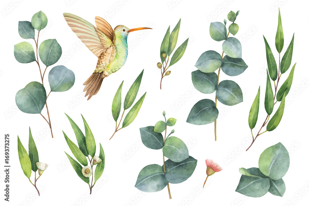 Watercolor vector hand painted set with eucalyptus leaves and Hummingbird. - obrazy, fototapety, plakaty 