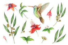 Watercolor Vector Hand Painted Set With Eucalyptus Leaves And Hummingbird.