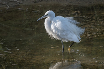 Aufkleber - Detailed photograph of a little egret standing in a pool alert and looking for a meal