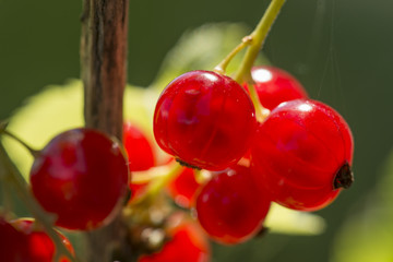 Berries of red currant.