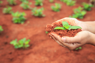 Poster - Hands of people holding soil and young plant. Ecology and growing plant concept