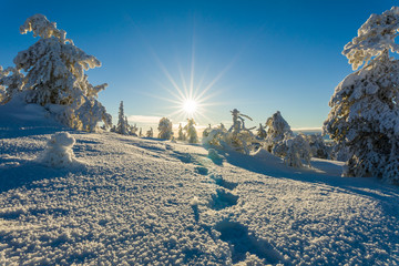 Wall Mural - Winter landscape in Lapland in Northern Finland