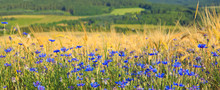 Blue Cornflowers In Wheat Field.