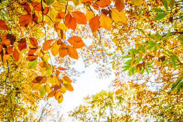 Wall Mural - Autumn leaves against the sky, looking up in a forest in autumn