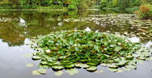 Beautiful Pond With Water Lilies In A Small Garden Near The Rosenborg Palace, Copenhagen, Denmark