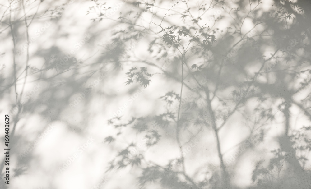 Photo Stock Tree Leaves Shadow On Wall Nature Abstract Background 