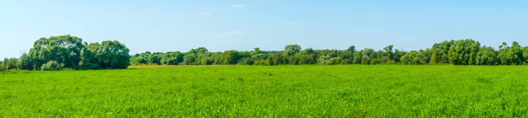 Panorama of meadow