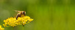 © viperagp - Honeybee harvesting pollen from flowers
