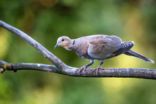 Collared Dove Or Streptopelia Decaocto On Branch