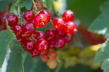 Macro shot on red currant in summer garden.