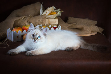 Wall Mural - Purebred beautiful Neva masquerade cat, kitten on a brown background. Coffee grinder and box with dry flowers as decoration.