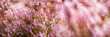 Common Heather, Calluna vulgaris, Lüneburg Heath, Germany