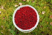 Bucket With Cranberries In The Forest Top View
