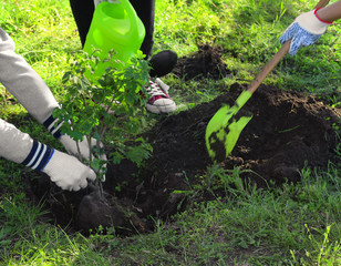 Canvas Print - Young volunteers planting tree in park