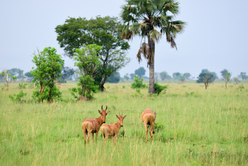 Wall Mural - lelwel hartebeest antelopes, uganda