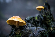 Close Up Of Mushroom Growing On Tree Trunk