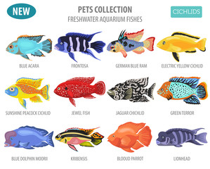Wall Mural - Freshwater aquarium fishes breeds icon set flat style isolated on white. Cichlids. Create own infographic about pets