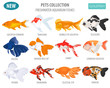 Freshwater aquarium fishes breeds icon set flat style isolated on white. Goldfish. Create own infographic about pets