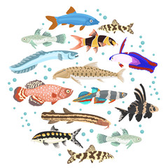 Wall Mural - Freshwater aquarium fishes breeds icon set flat style isolated on white. Loaches, gobies, killifishes. Create own infographic about pets