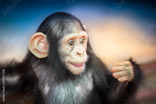 Plakat Cute baby szympansa