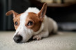 © Gary Radler Photography/Stocksy - Jack Russell Dog Lying Glumly on Carpeted Floor