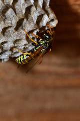 Wall Mural - macro wasp sitting in the nest 