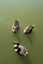 Three Ducks In A Green Lake Water