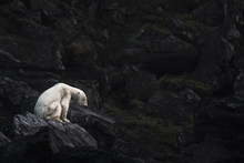 Polar Bear Sitting On Rock