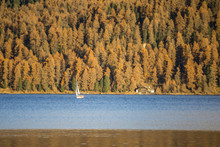 Sils Lake In Autumn, Sils, Engadin, Graubunden, Switzerland.