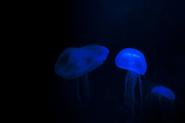 Wall Mural - Beautiful blue jellyfishes on black background.