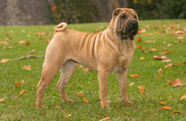 Wall Mural - Shar Pei Dog