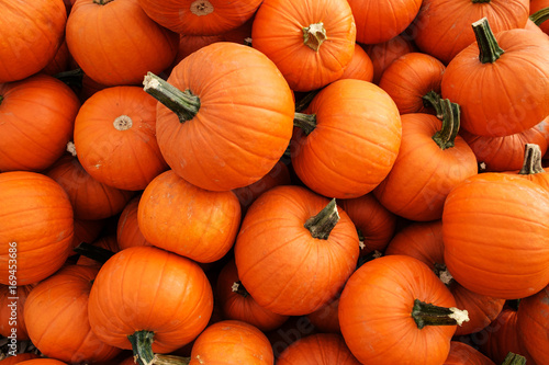 Fotografie, Obraz Recently harvested orange pumpkins in a random pile