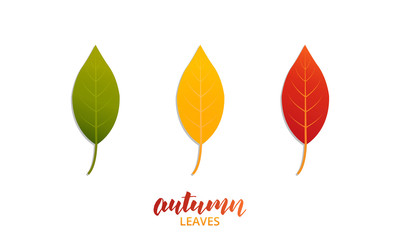 Wall Mural - autumn leaves. vector leaves of trendy fall colors.