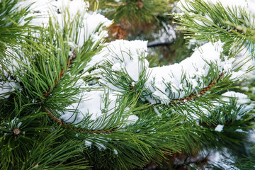 Snow on spruce branches during winter.