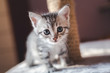 © olezzo - beautiful little gray kitten with blue eyes, Scottish breed
