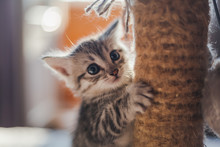 Beautiful Little Gray Kitten With Blue Eyes