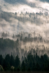 Fototapeta las wzgórze słońce śnieg niebo