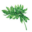 © nongnuch_l - Watercolor painting tropical,palm leaf,green leaves isolated on white background.Watercolor hand painted illustration tropical exotic leaf for wallpaper vintage Hawaii style pattern.With clipping path