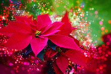 Winter Rose, Poinsettia - Red Winter / Christmas Flower -  Festive Bokeh, Lens Flares, Lights