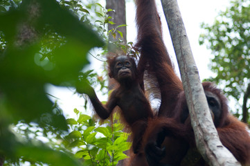 Wall Mural - baby orangutan