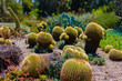 Barrel cactus in outdoor garden