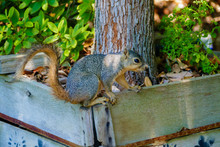 Squirrel Resting In The Shade